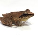 Pristimantis paulodutrai - Photo (c) Ben P, some rights reserved (CC BY), uploaded by Ben P