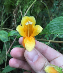 Columnea strigosa