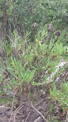 Grindelia stricta angustifolia