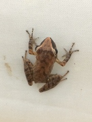 Pristimantis paulodutrai
