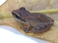 Pristimantis paulodutrai
