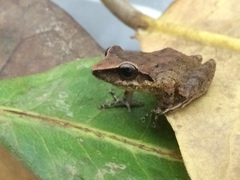 Pristimantis paulodutrai