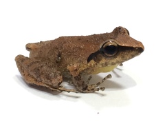 Pristimantis paulodutrai