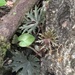 Begonia mananjebensis - Photo (c) Hanno Schaefer, algunos derechos reservados (CC BY-NC), subido por Hanno Schaefer