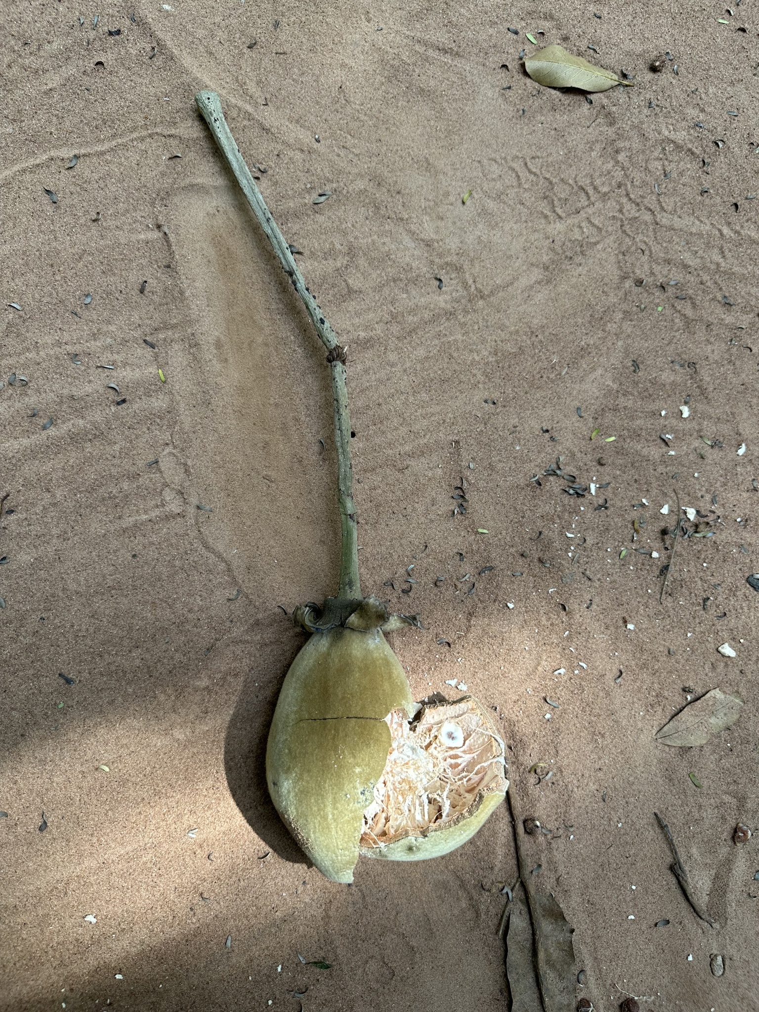 Imagem de Baobá