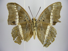 Charaxes hildebrandti