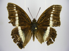 Charaxes hildebrandti