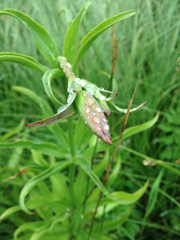 Lilium pardalinum pardalinum