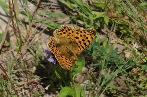 perlovec malý (Issoria lathonia)