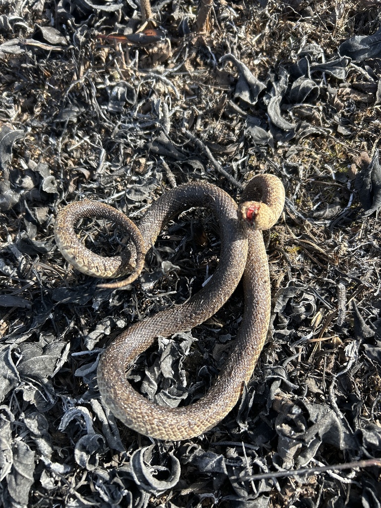 Prairie Kingsnake In January 2024 By Elizabeth D Hays Burn Mortality   Large 