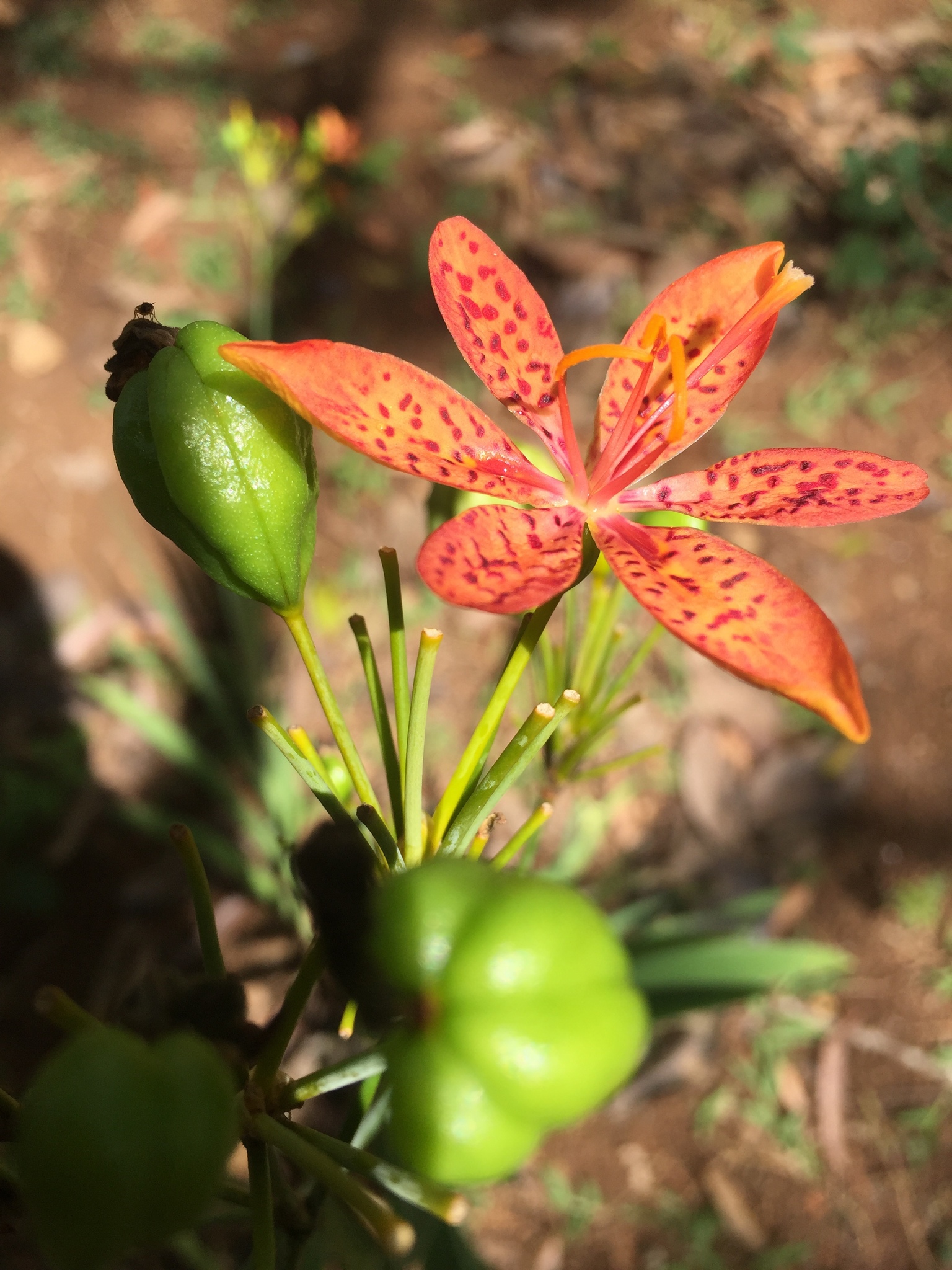 Iris domestica
