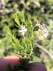 Agathosma clavisepala