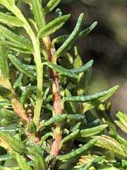 Agathosma clavisepala