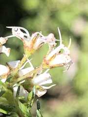 Agathosma clavisepala
