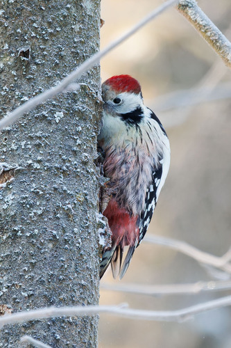 Pico mediano (Dendrocoptes medius)