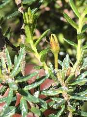 Agathosma clavisepala