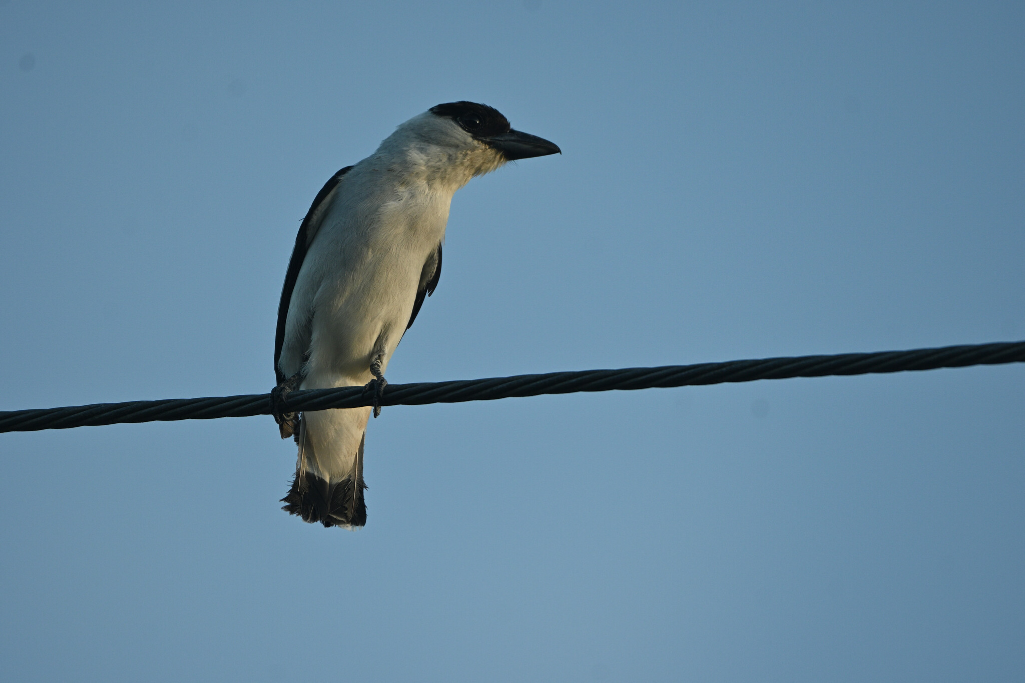 Black-crowned Tityra illustration