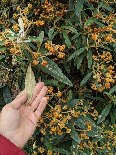 Image of Buddleja incana by (c) Scott Allen Davis, some rights reserved (CC BY)