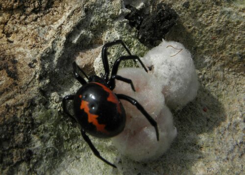 Mediterranean false black widow
