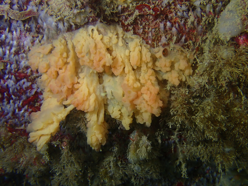 Oscarella microlobata