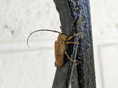 Oncideres gutturator