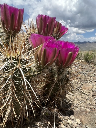 Echinocereus engelmannii