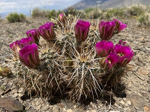 Echinocereus engelmannii