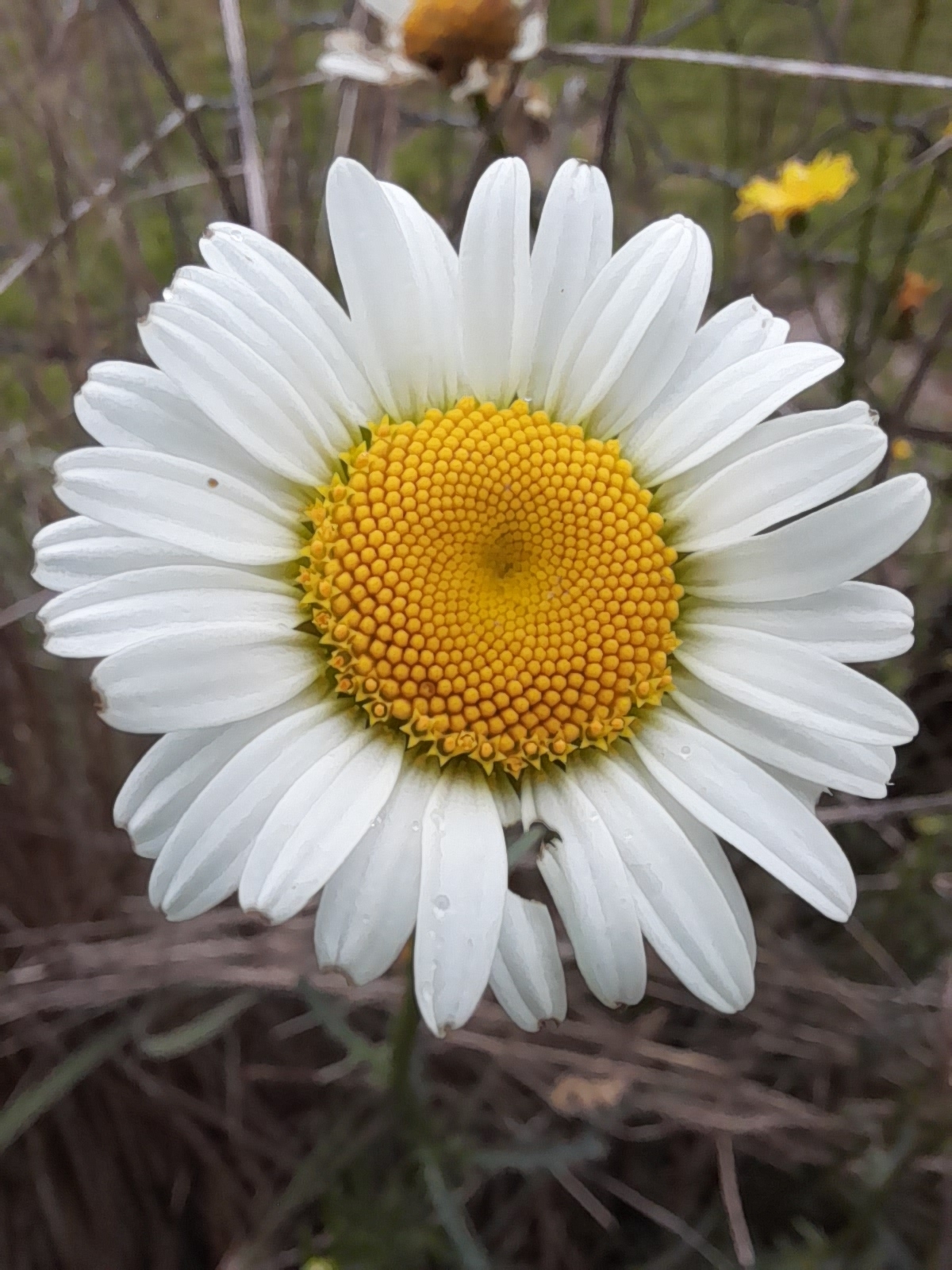 Imagem de Margarida