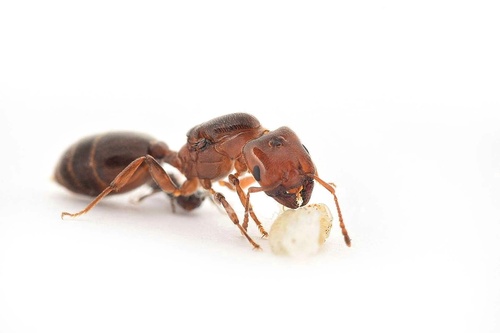 Crematogaster lortetiCrematogaster lorteti