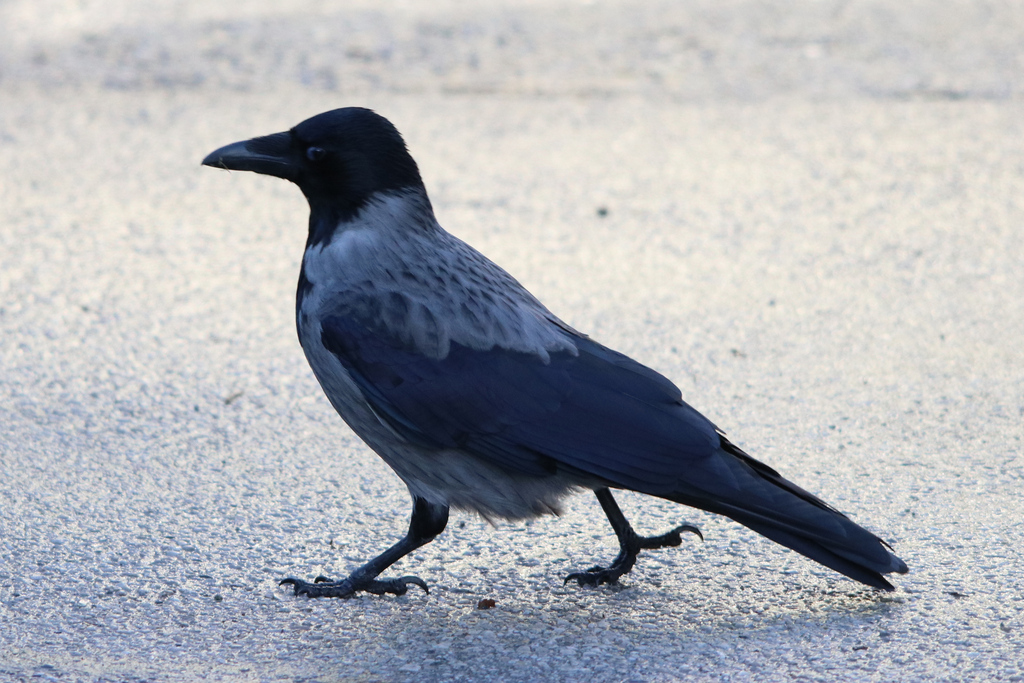 January Crow Hooded × Carrion Crow from Schönbrunn, Wien, Österreich on January 3 ...