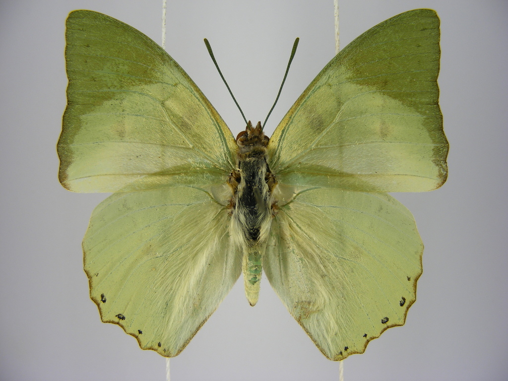 Small Green Envoy