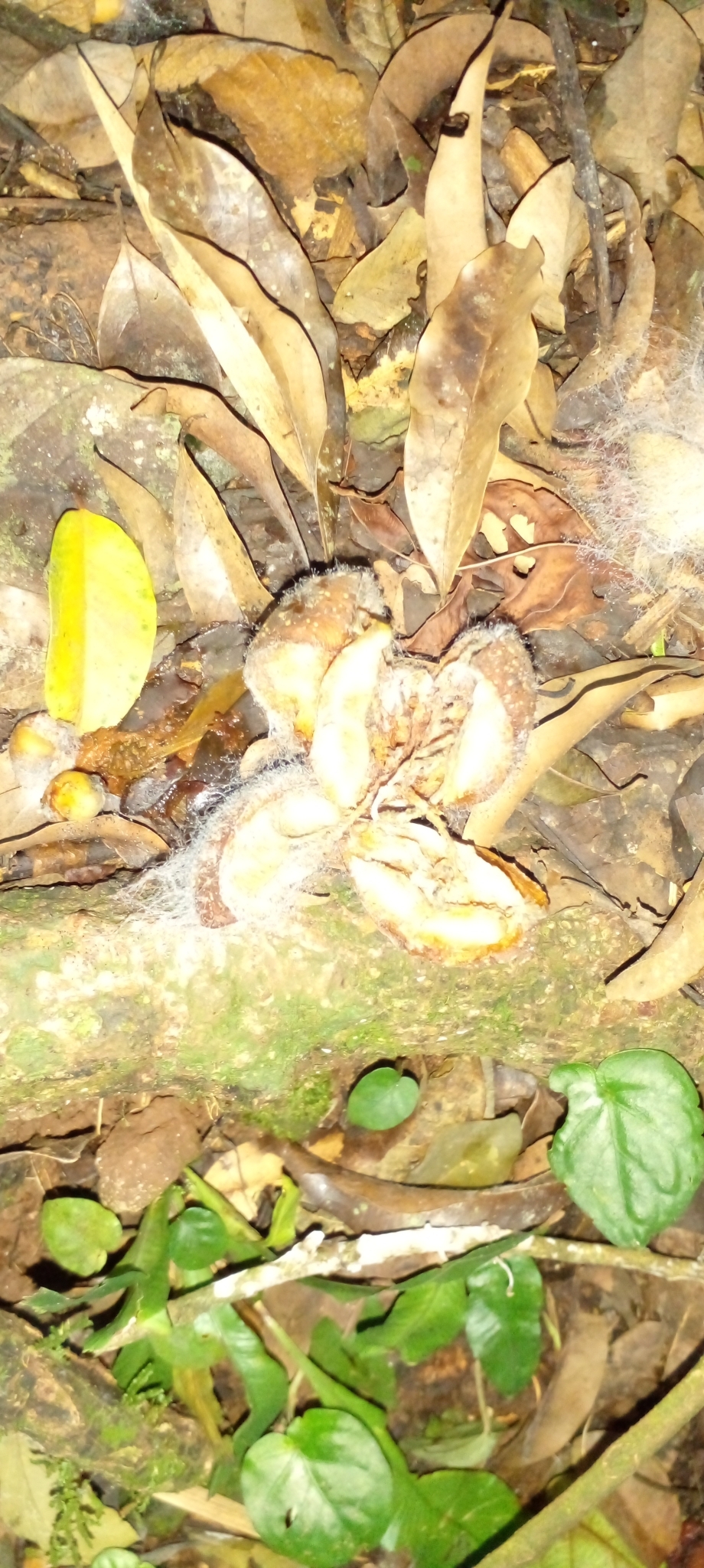 Imagem de Cedro-branco