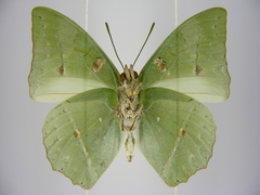 Charaxes schiltzei