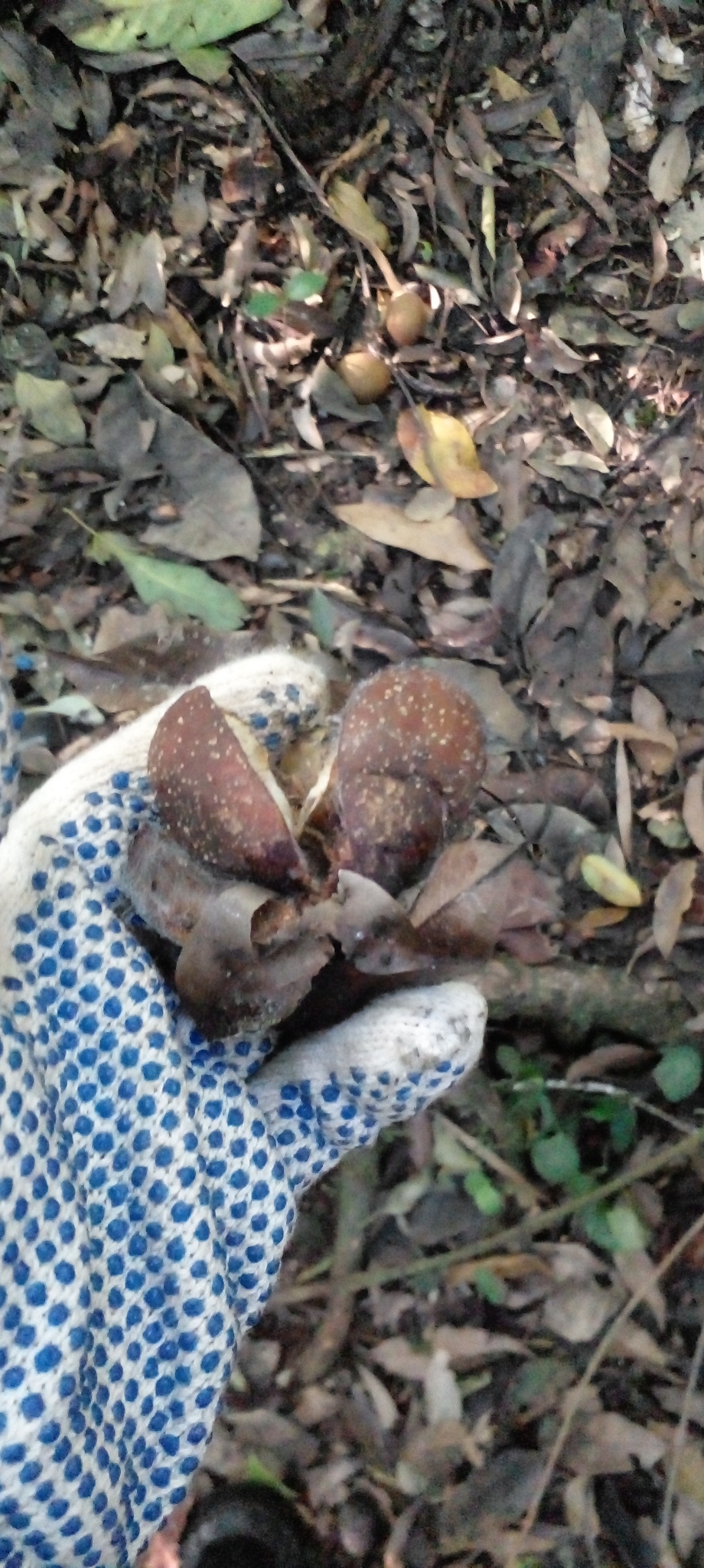 Imagem de Cedro-branco