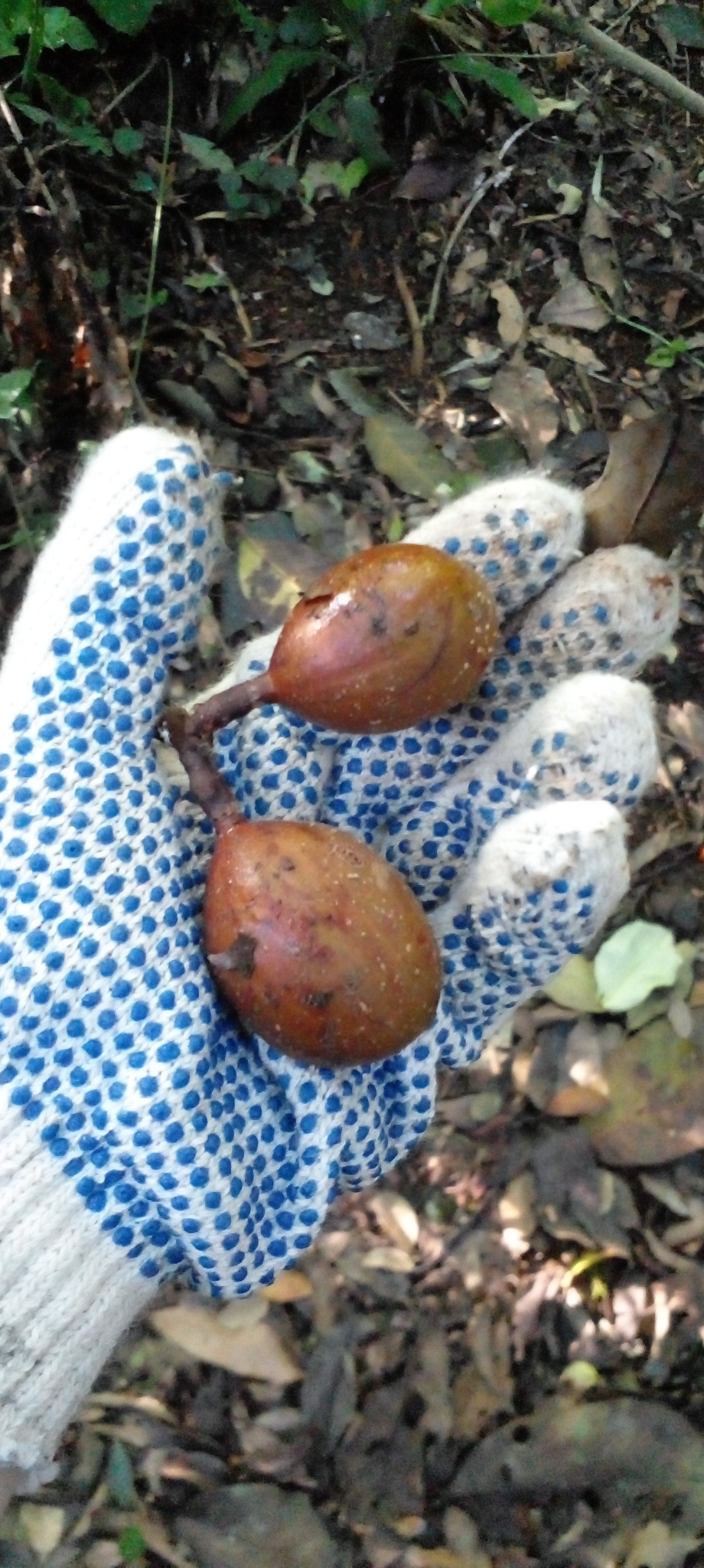 Imagem de Cedro-branco