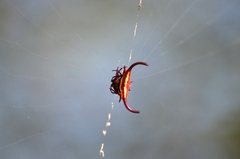 Gasteracantha falcicornis