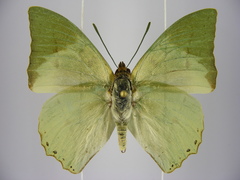 Charaxes schiltzei