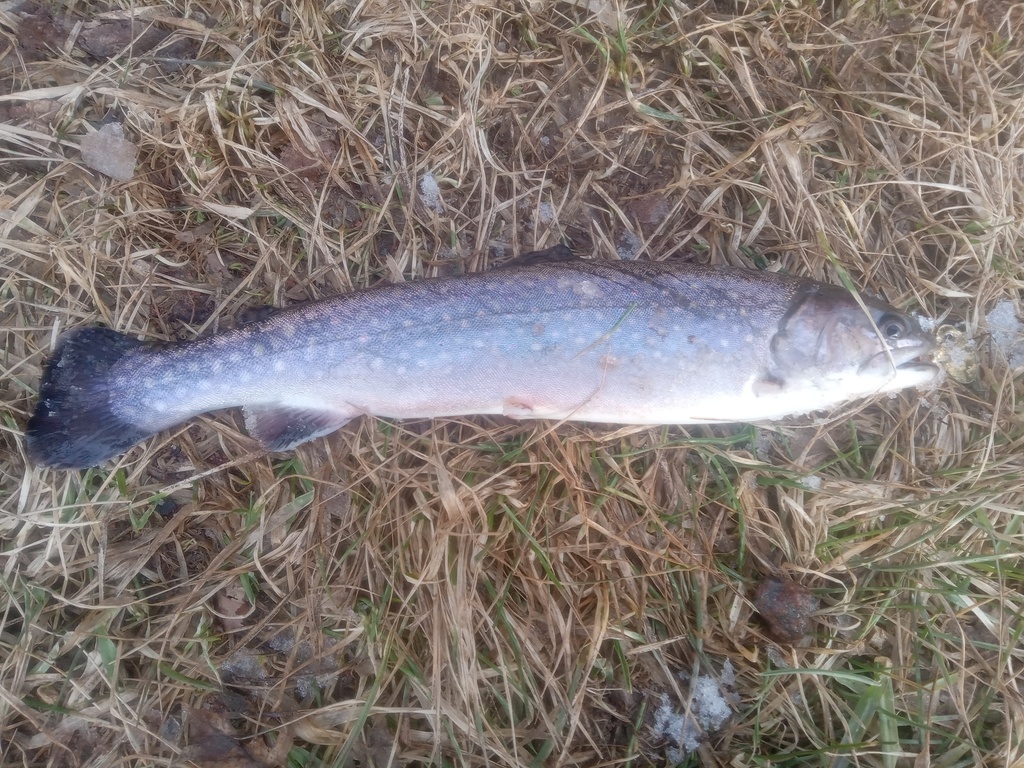 Brook Trout From Sackville, NB, Canada On January 4, 2024 At 02:48 PM ...