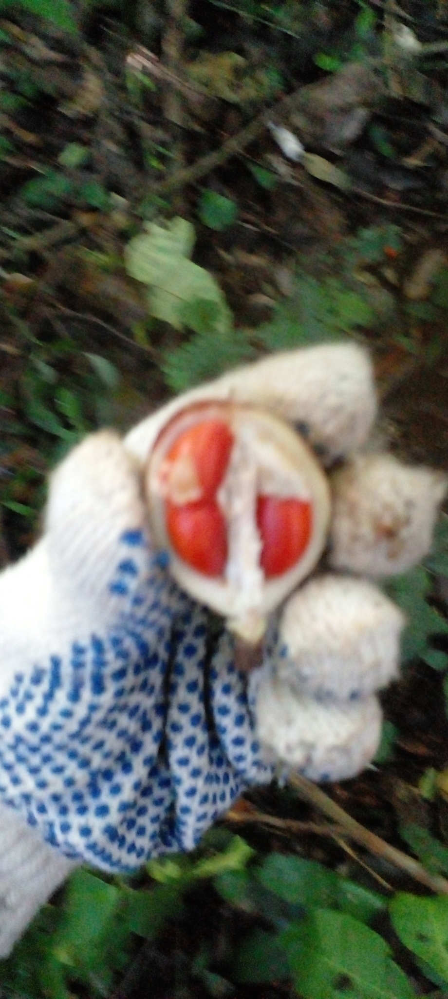 Imagem de Cedro-branco
