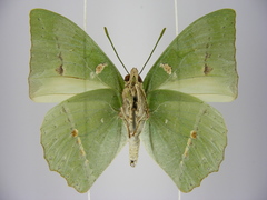 Charaxes schiltzei