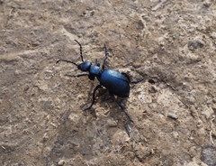Meloe violaceus