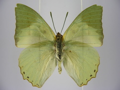 Charaxes schiltzei