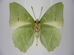 Charaxes schiltzei
