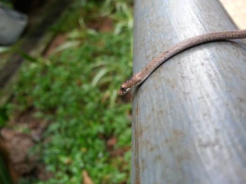 Photo of a Schlegel's Golden Snake (Cercophis auratus)