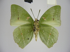 Charaxes schiltzei