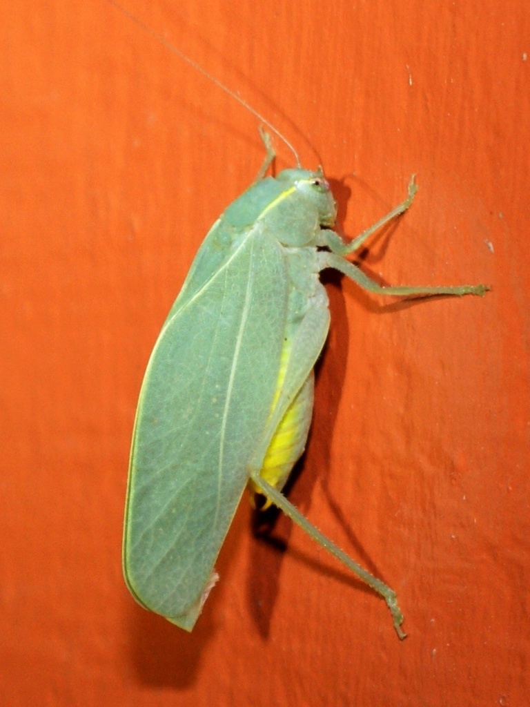 Eurycorypha kenyensis