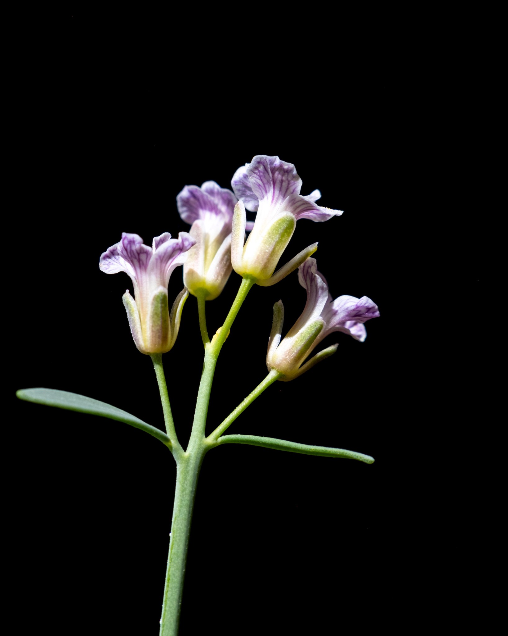 Hesperidanthus argillaceus