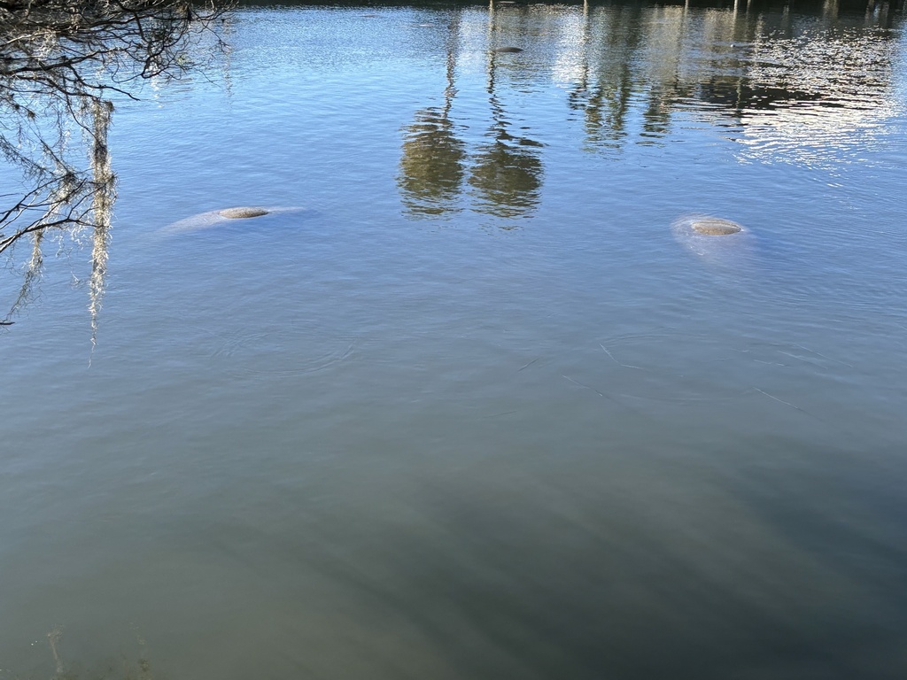 West Indian Manatee In January 2024 By Melissalaurino INaturalist   Large 