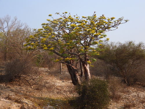 Delonix floribunda (Delonix floribunda)