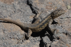 Peak Tree Iguana photo 5